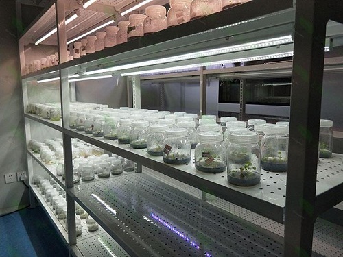 兴宾植物组织培养实验室设计建设方案